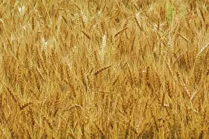 Wheatfield: Wheat