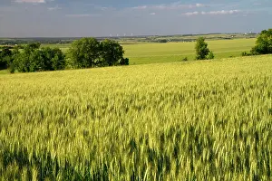 Frazier: Wheat field west of Angouleme in southwestern