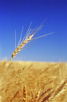 Grains: Wheat fields