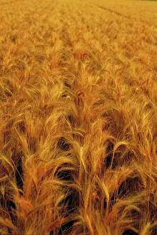 Grains: Wheat fields