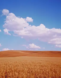 Grains: Wheat fields at harvest time