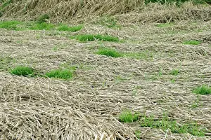 Regeneration: Wheat - flattened area showing rain / storm damage