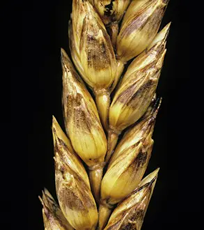 Poaceae: Wheat with Glume Blotch (Septoria nodorum)