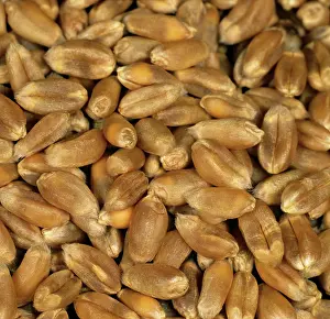 Plump: Wheat grain or seed