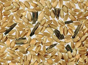 Grains: Wheat Grains with Ergots