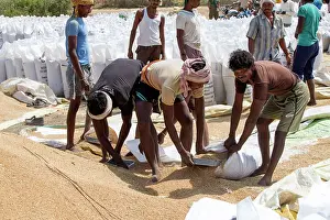 Madhya: Wheat Harvest