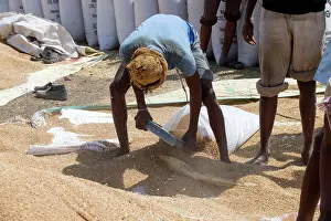 Madhya: Wheat Harvest