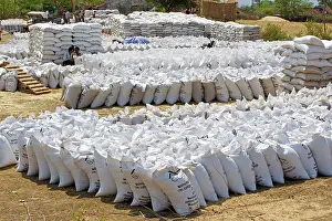 Madhya: Wheat Harvest