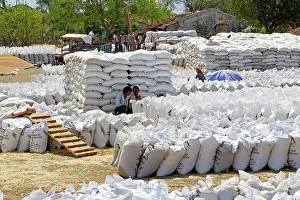 Madhya: Wheat Harvest