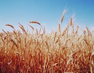 Grains: Wheat at harvest time. Palouse Farm country