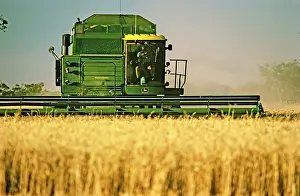Harvesters: Wheat being harvested - combine harvester at work