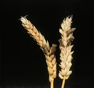 Grains: Ergot