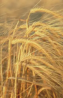 Grains: Wheat