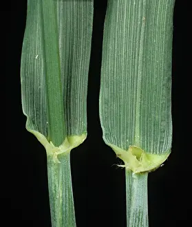 Aestivum: Wheat leaf ligule and leaf sheath