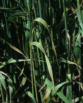 Chlorosis: Wheat leaf stripe