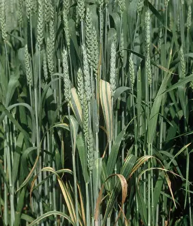 Chlorosis: Wheat leaf stripe