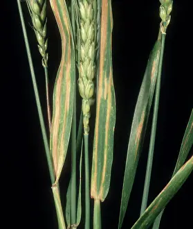 Chlorosis: Wheat leaf stripe