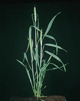 Emerged: Wheat plant