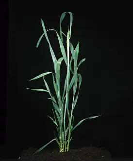 Aestivum: Wheat plant