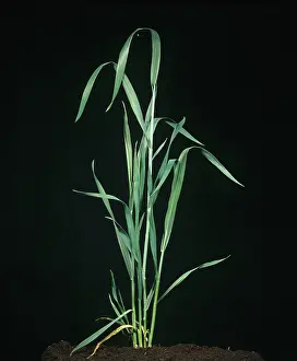 Flag: Wheat plant at flagleaf stage 40
