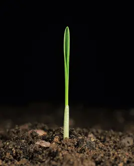 Germinating: Wheat plant germinating