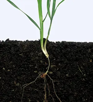 Division: Wheat plant stage 21