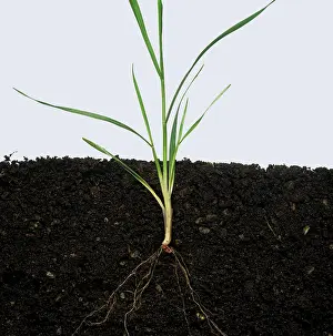 Division: Wheat plant stage 21