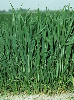 Cereals: Wheat plants