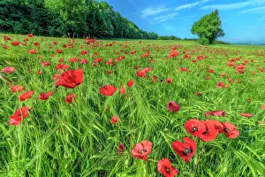 Gramineae: Wheat and poppies in bloom, Haute Savoie, France