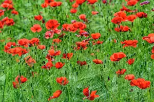 Gramineae: Wheat and poppies in bloom, Haute Savoie, France