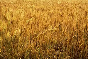 Ready: Wheat almost ready for harvest
