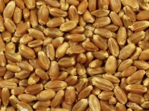 Plump: Wheat seed