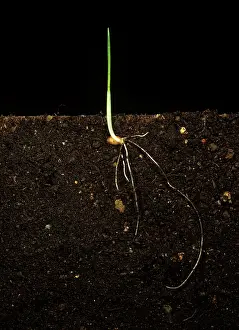 Germinating: Wheat seedling