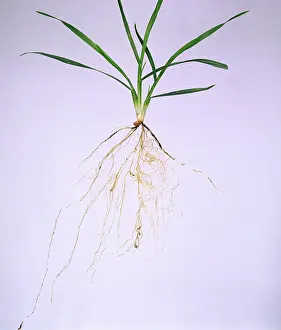 Tiller: Wheat seedling