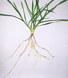 Tiller: Wheat seedling