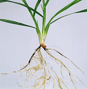 Tiller: Wheat seedling