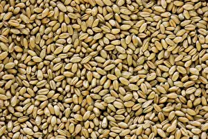 Kernels: Wheat seeds