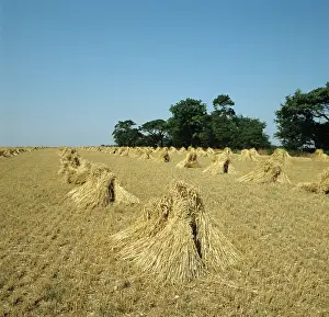 Shock: Wheat stooks after harvest, UK