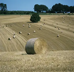 Bales: Wheat Straw Bales