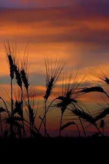 Seedheads: Wheat at sunrise