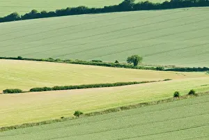 Hedgerows: Wheat