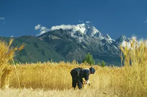 Reap: Wheat