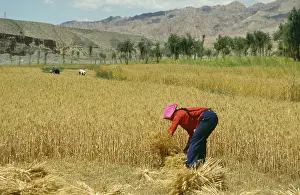 Reap: Wheat