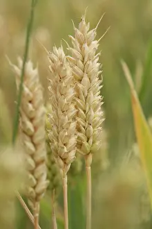 Strive: Wheat