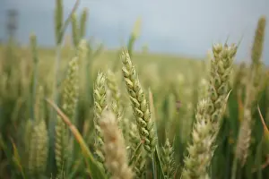 Strive: Wheat