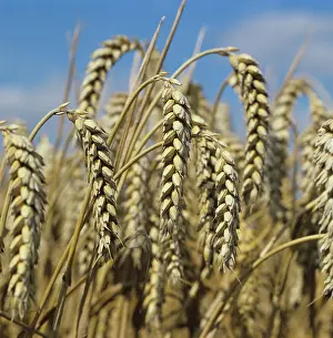 Graminae: Wheat (Triticum aestivum)