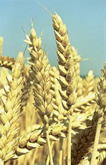 Graminae: Wheat (Triticum aestivum)