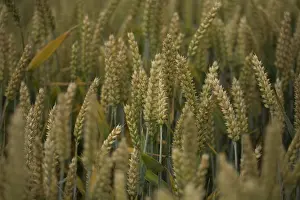 Macaroni: Wheat