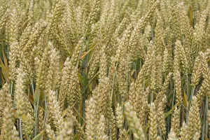 Macaroni: Wheat