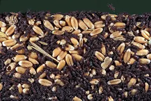 Weevils: Wheat Weevil